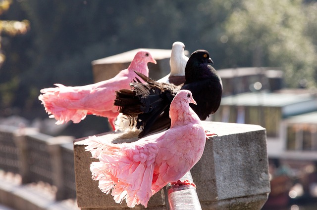 非洲区世预赛附加赛决赛：尼日利亚vs民主刚果