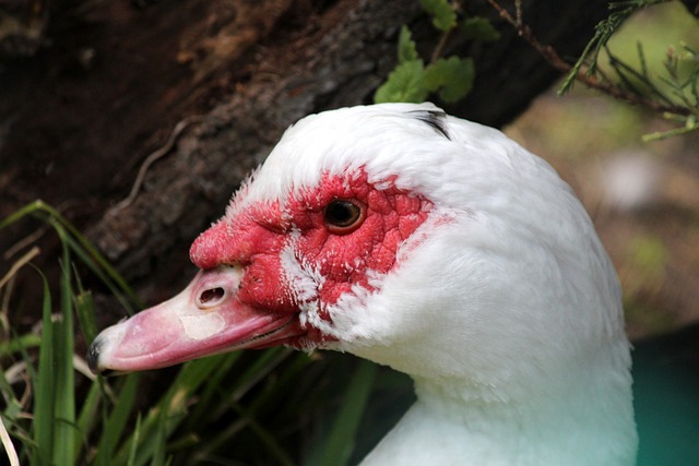 皇马齐达内战术显效4-1胜瓦伦西亚